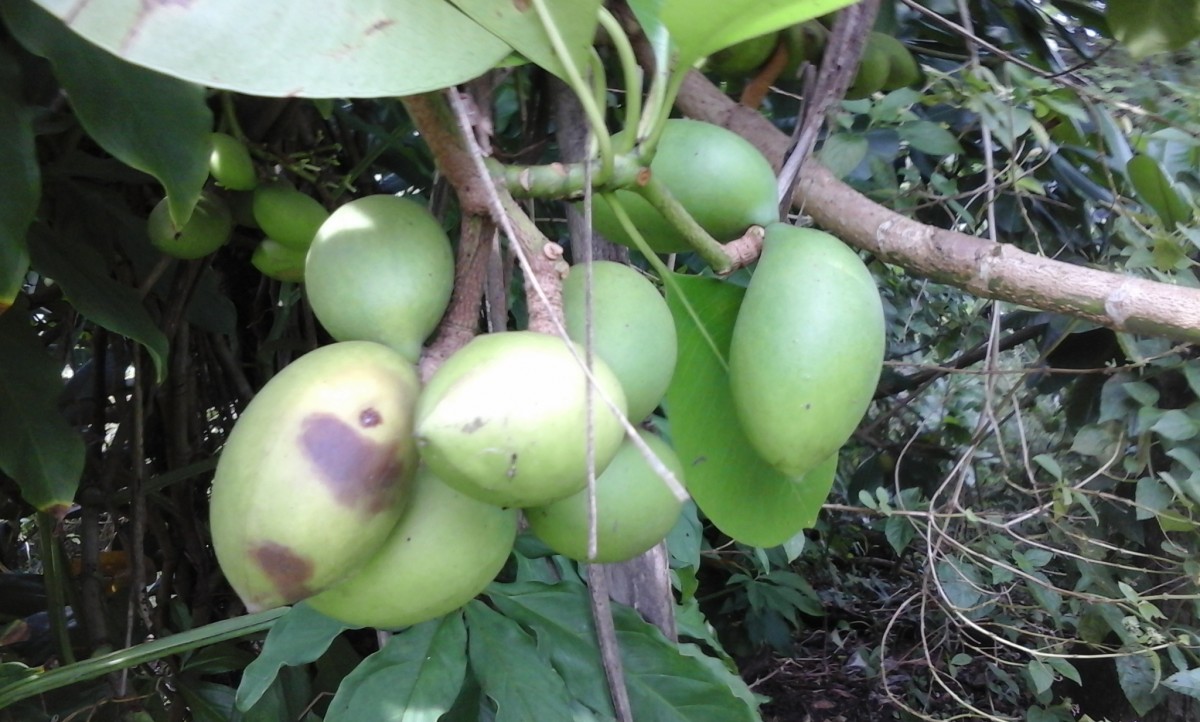 Ochrosia oppositifolia (Lam.) K.Schum.